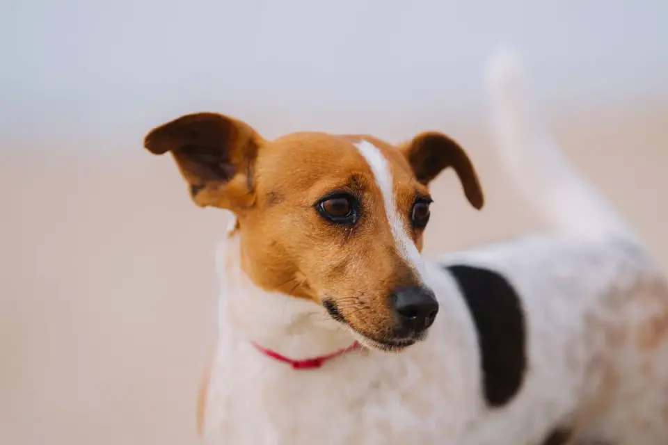 Dog standing indoors