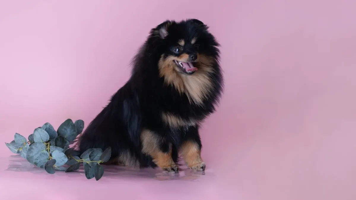 Dog standing indoors