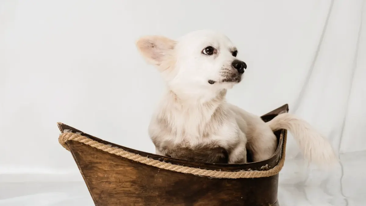 Dog standing indoors