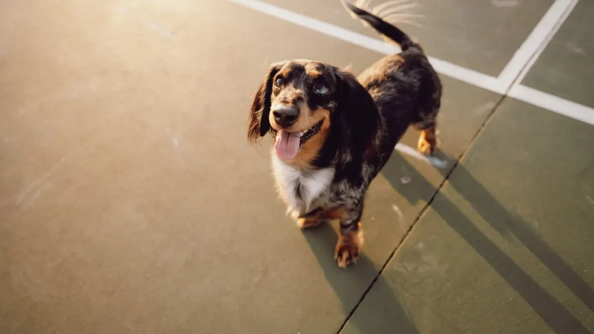 Dog standing indoors