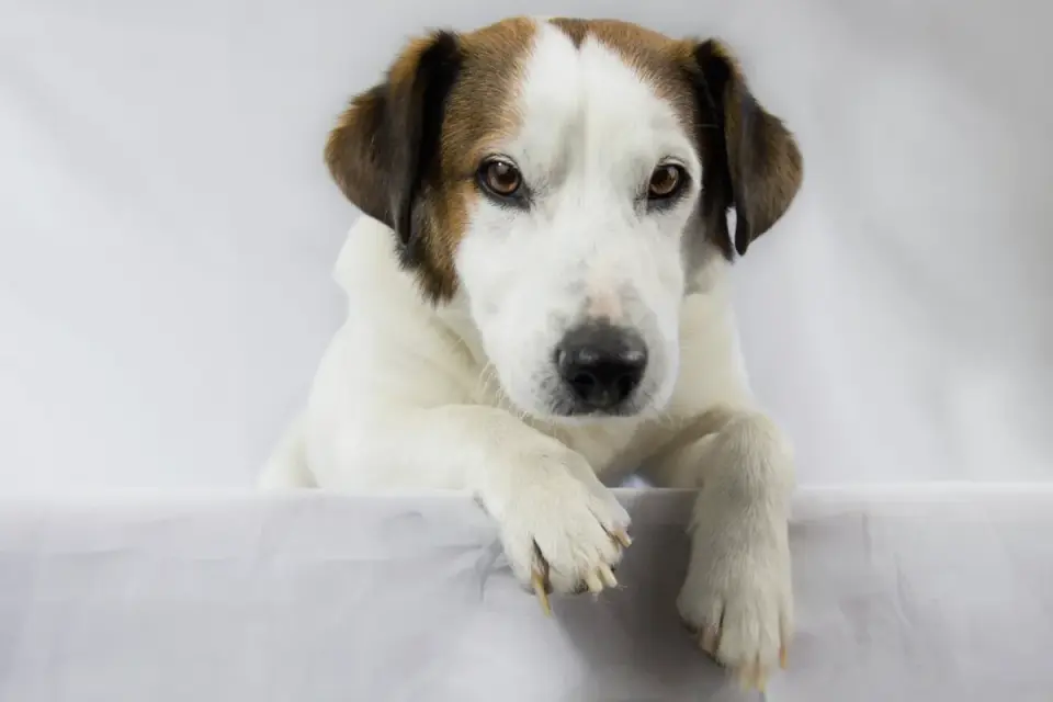 Dog standing indoors