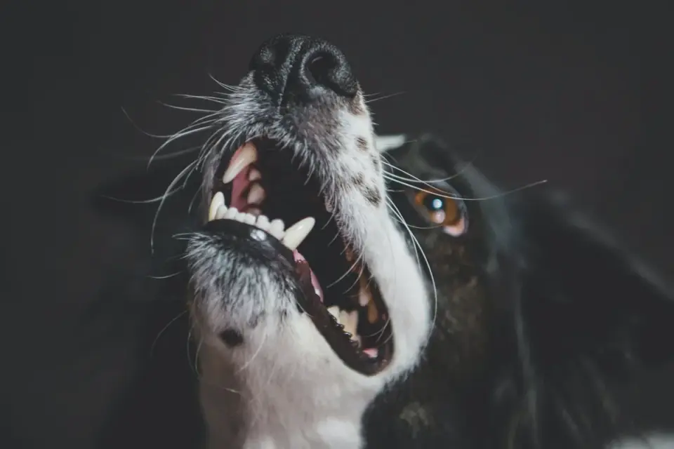Dog standing indoors