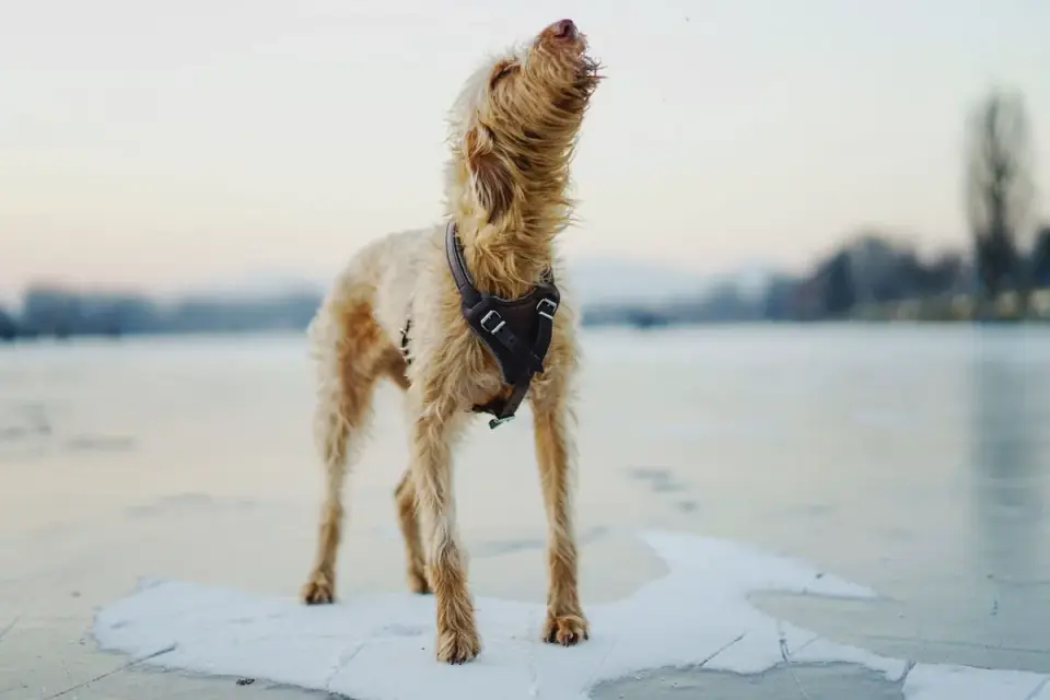 Dog standing indoors