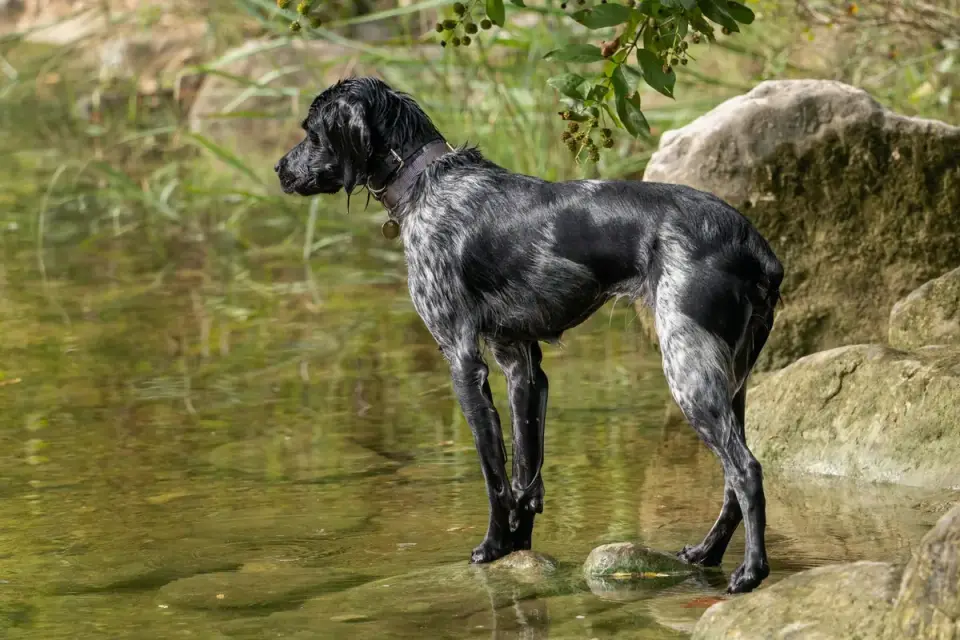 Dog standing indoors