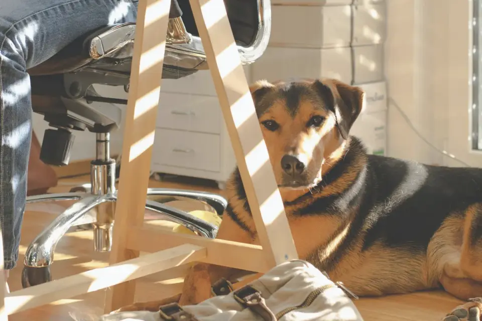 Dog standing up