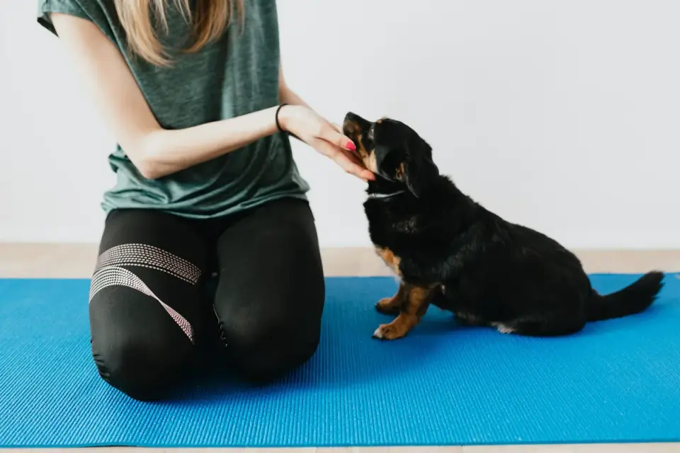 Dog standing up