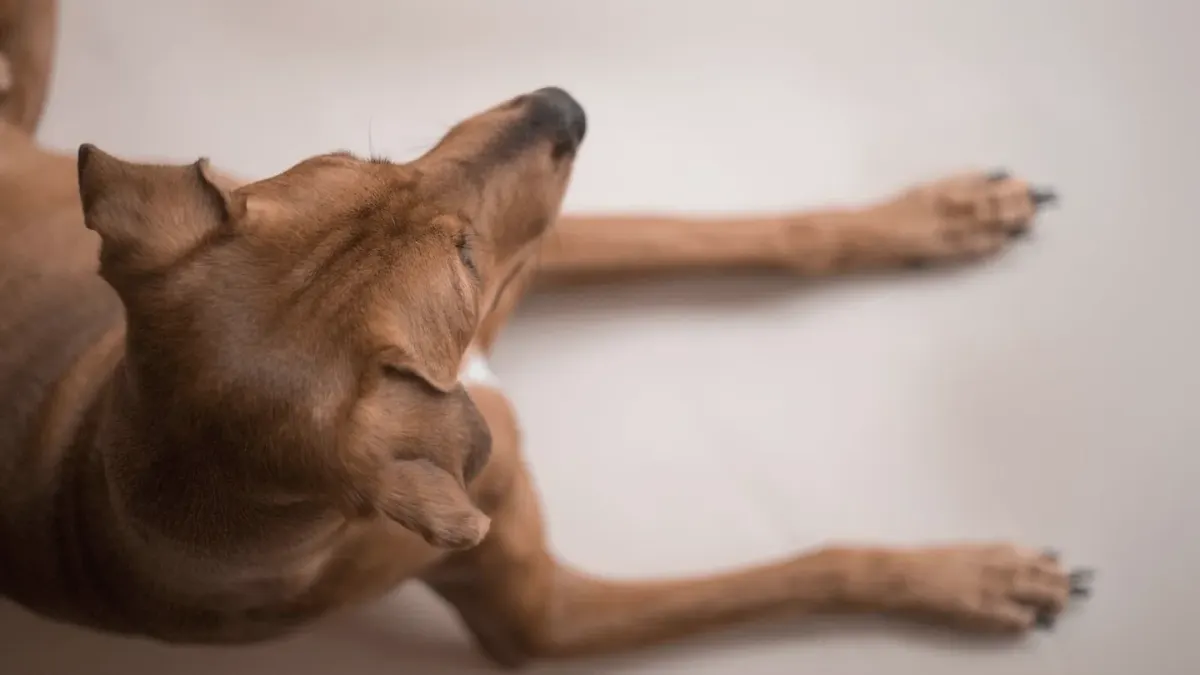 Dog standing up