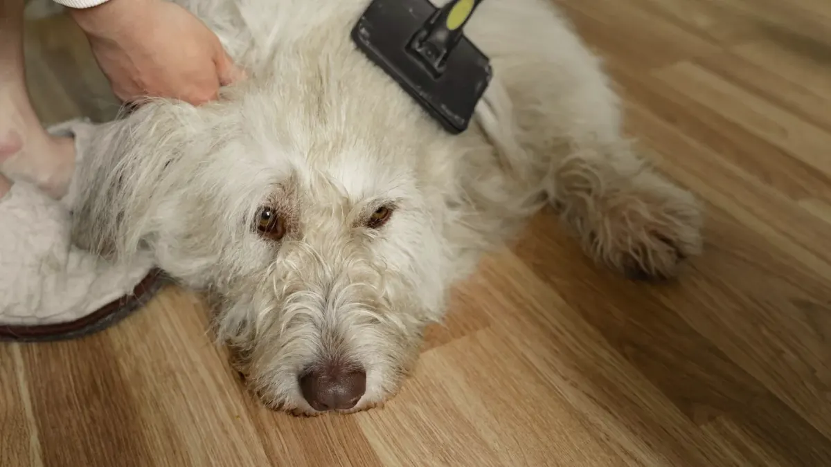 Dog standing up
