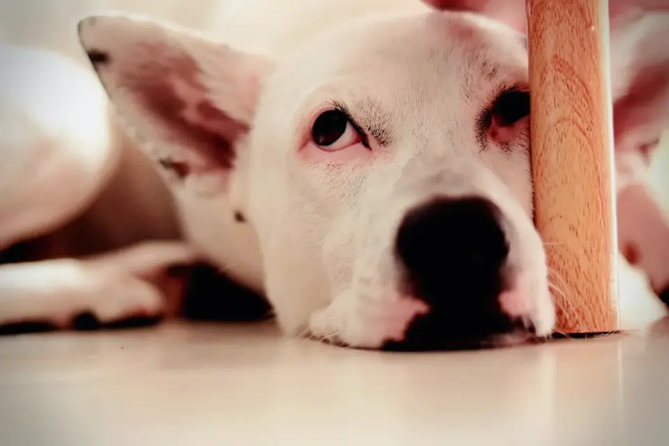 Dog standing up