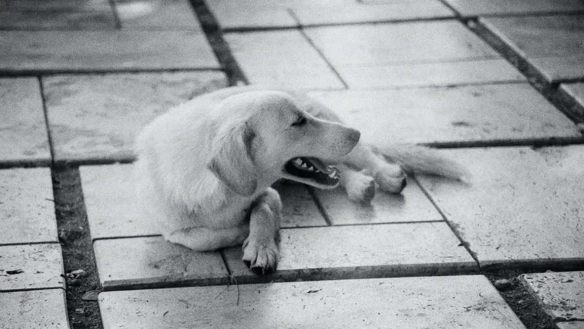 Dog stretching indoors