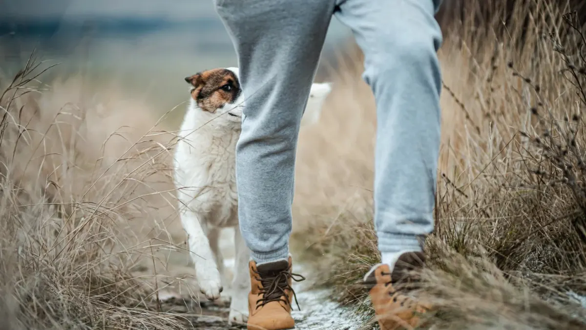 Dog traveling with an owner