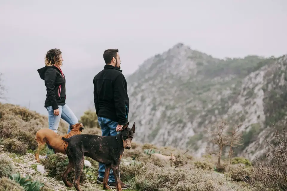 Dog traveling with an owner