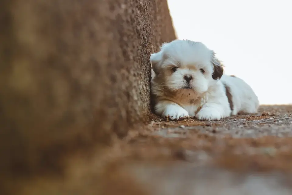 Dog under furniture