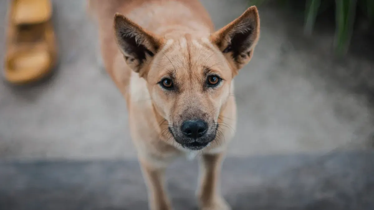 Dog waiting beside a bowl