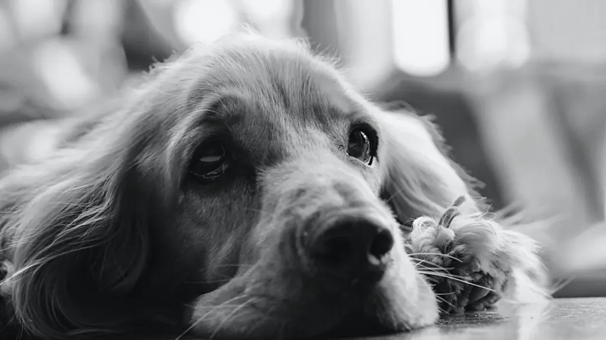 Dog waiting beside a bowl