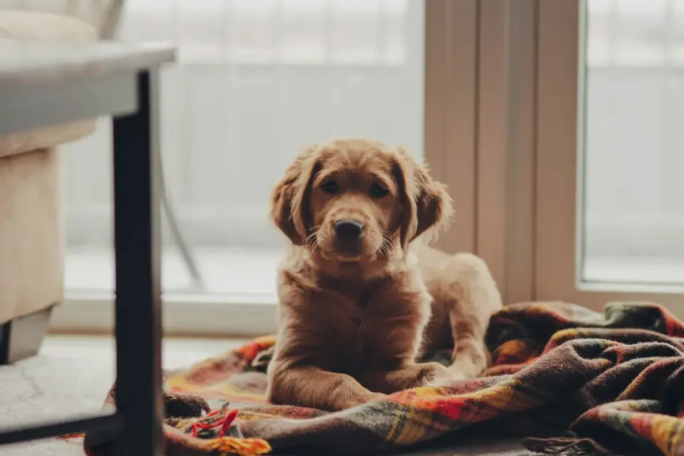Dog waiting beside a bowl