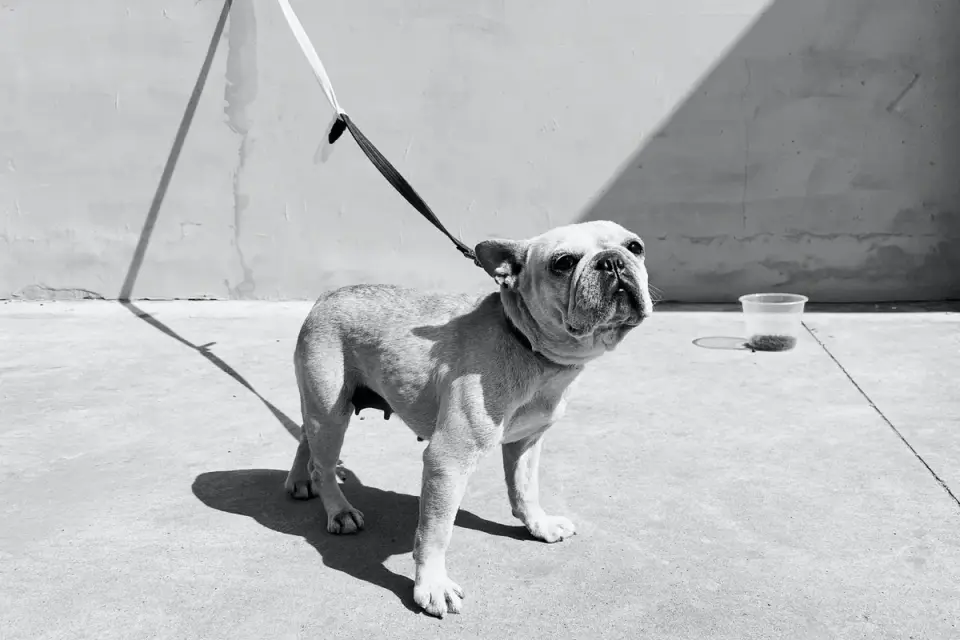 Dog waiting beside a bowl