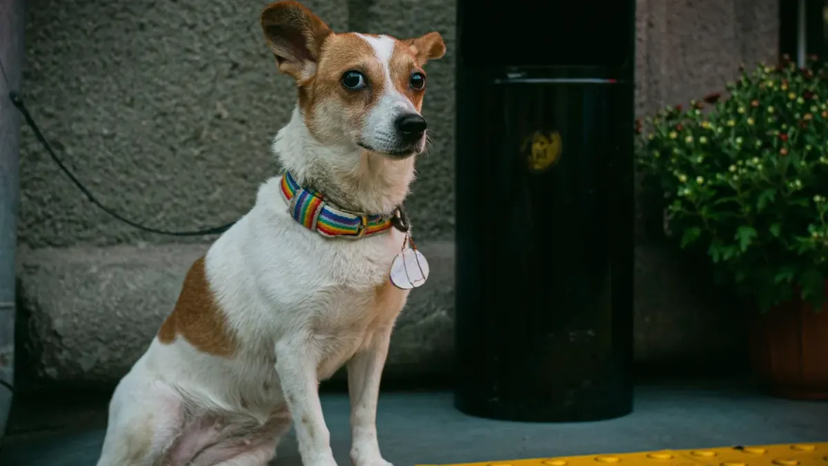 Dog waiting beside a bowl