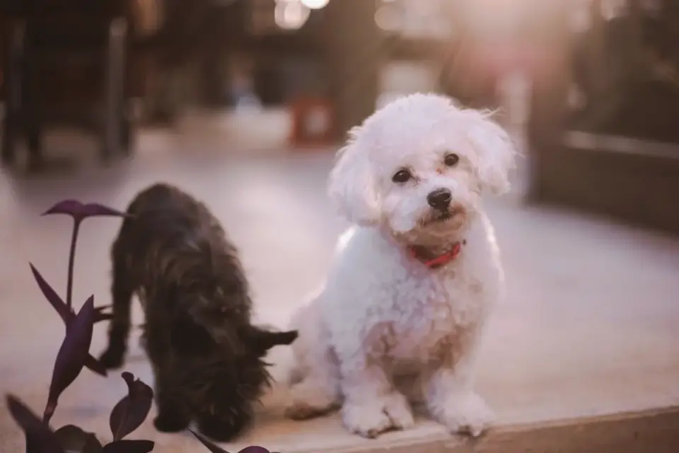 Dog waiting beside a bowl