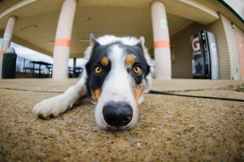 Dog waiting beside a bowl