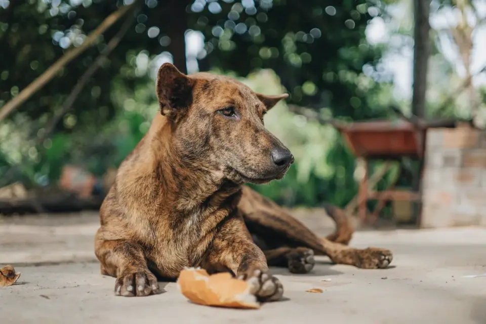 Dog waiting beside a bowl