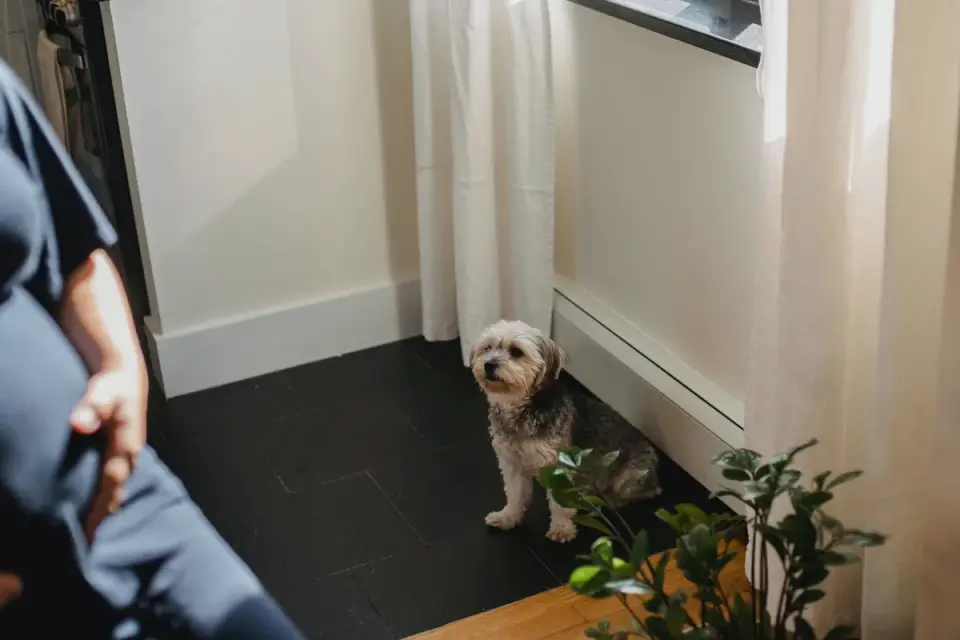 Dog waiting beside a bowl
