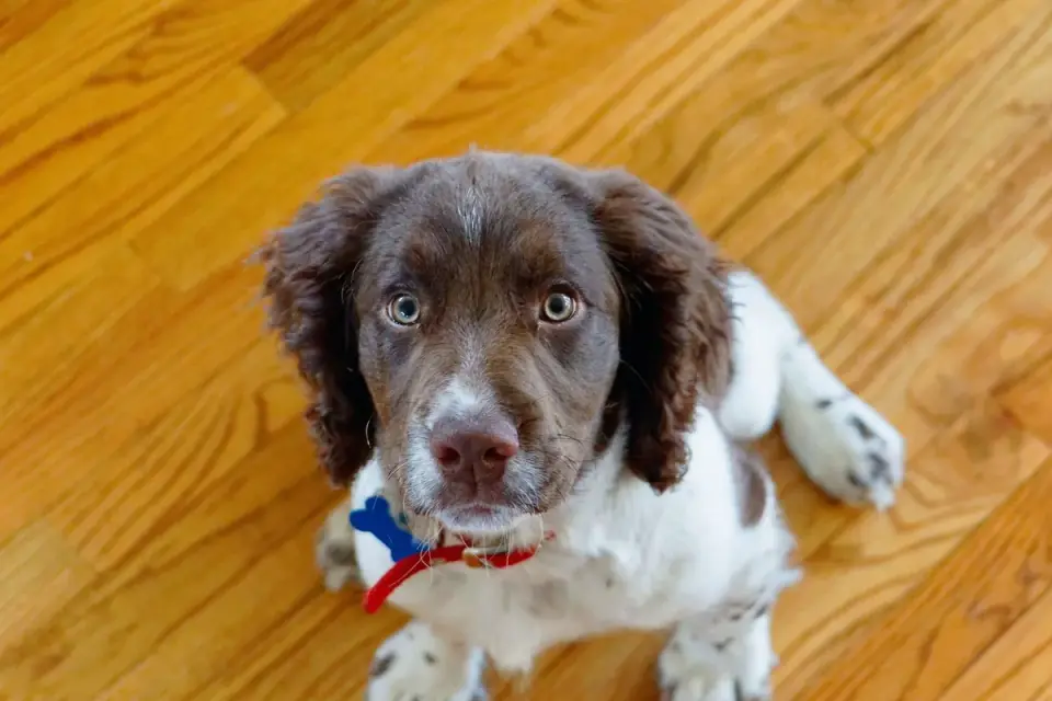 Dog waiting beside a bowl