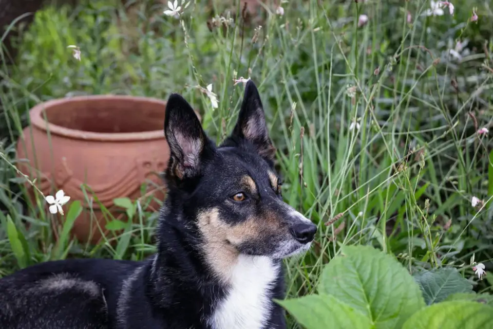 Dog waiting beside a bowl