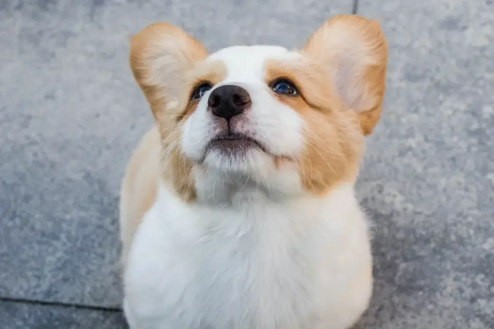 Dog waiting beside a bowl