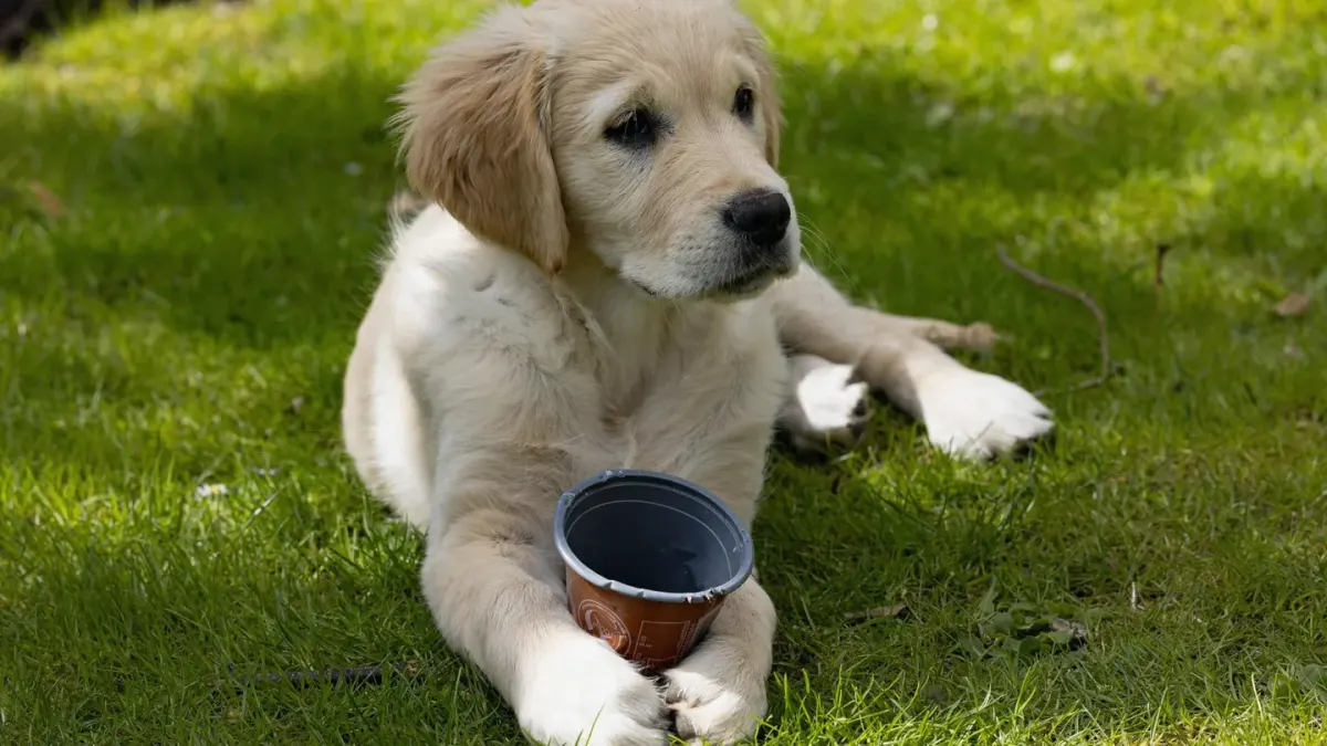 Dog waiting beside a bowl
