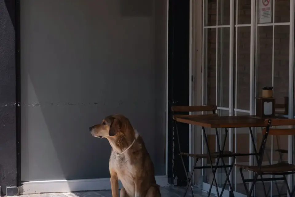 Dog waiting beside a bowl