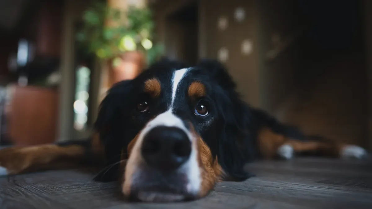 Dog waiting indoors