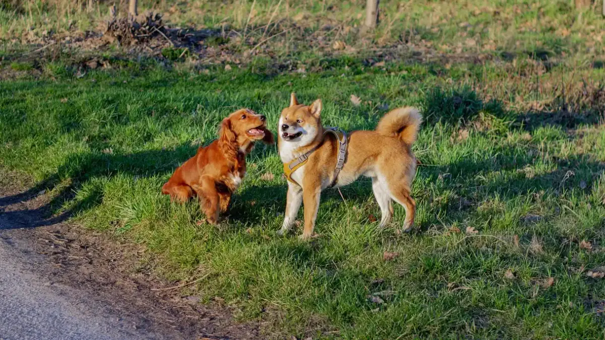 Dog walking outdoors