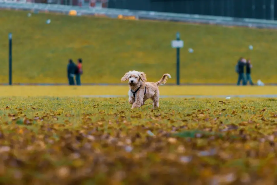 Dog walking outdoors
