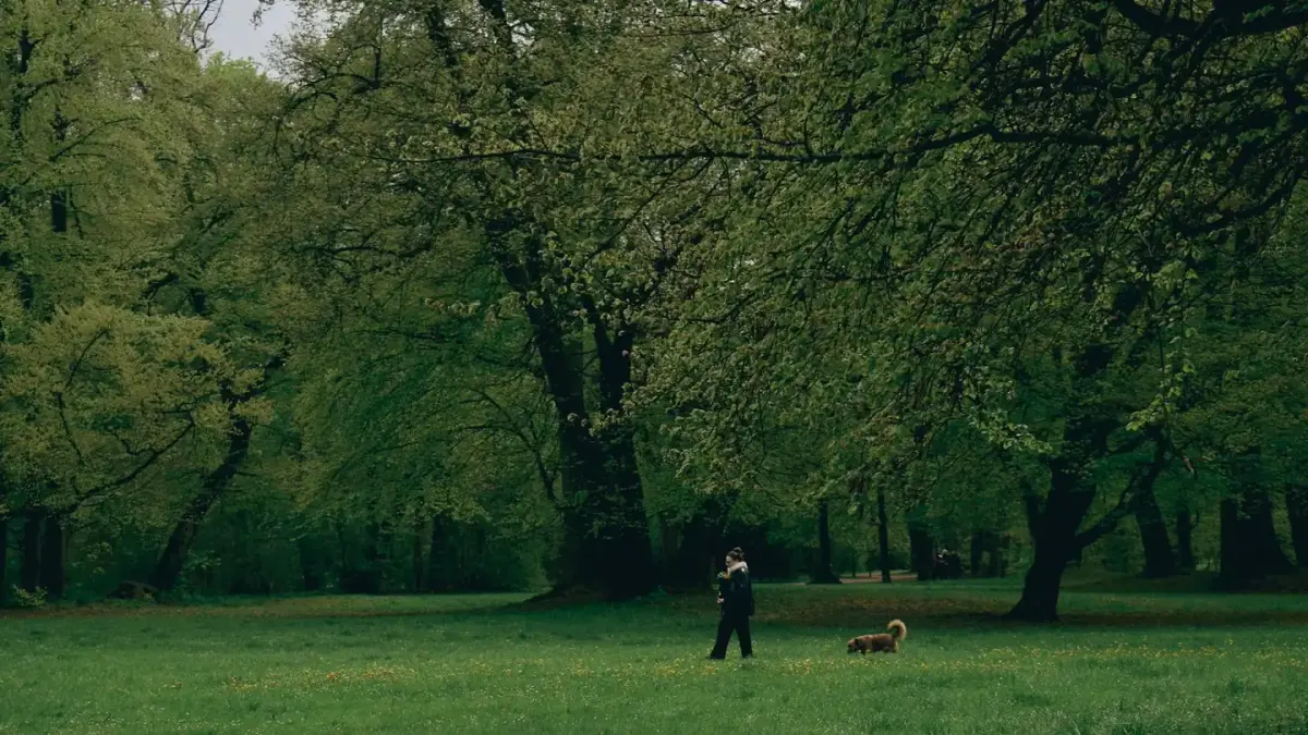 Dog walking outdoors