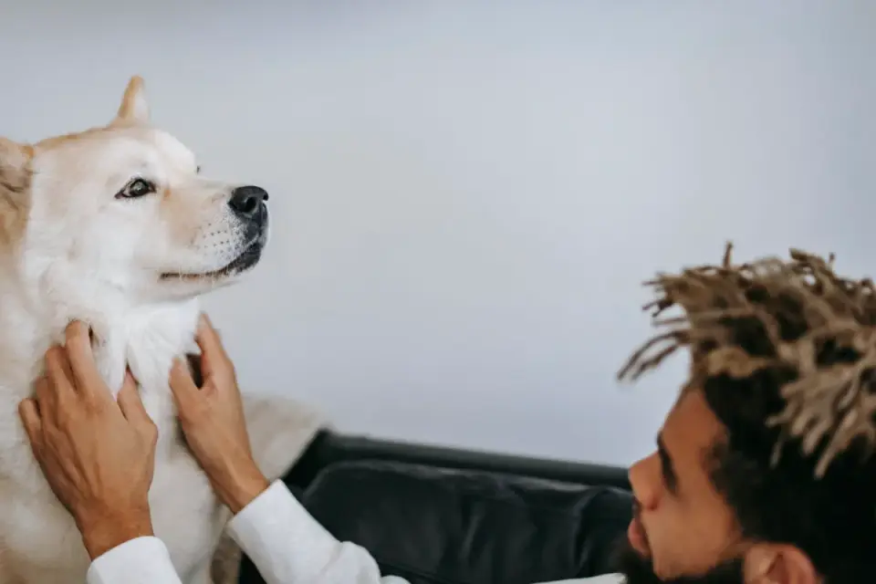 Dog walking with an owner