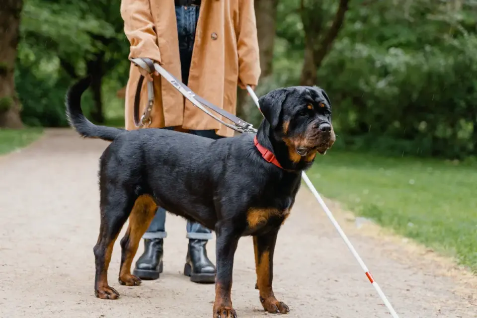 Dog walking with an owner