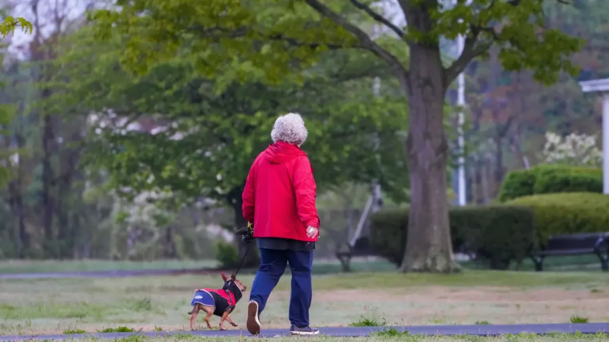 Dog walking with an owner