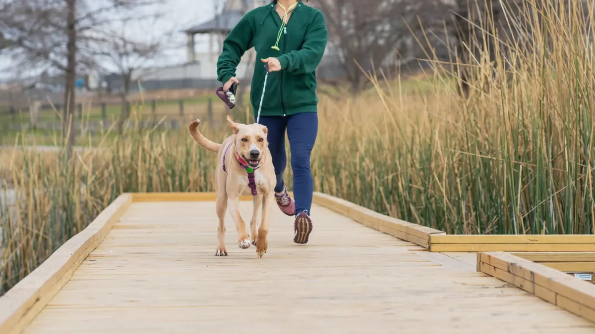 Dog walking with an owner