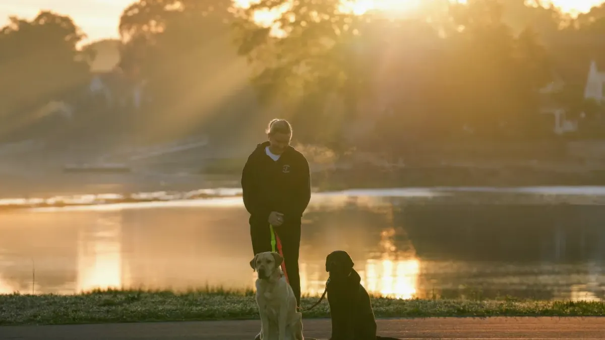 Dog walking with an owner