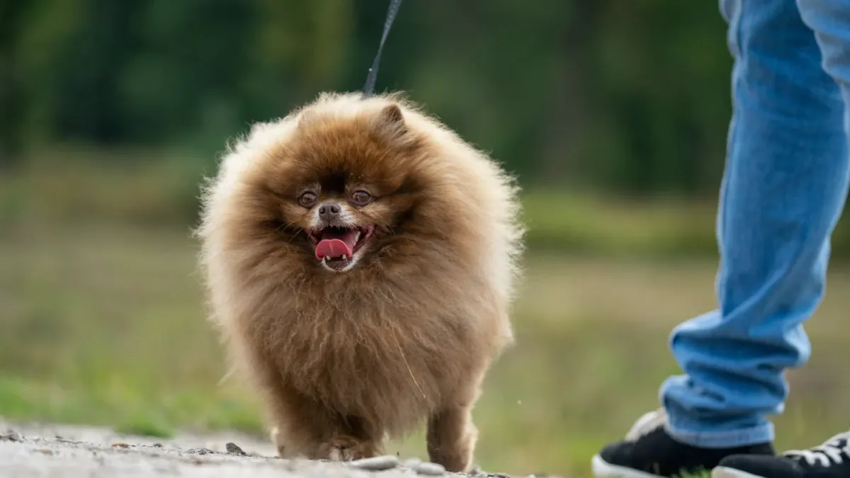 Dog walking with an owner