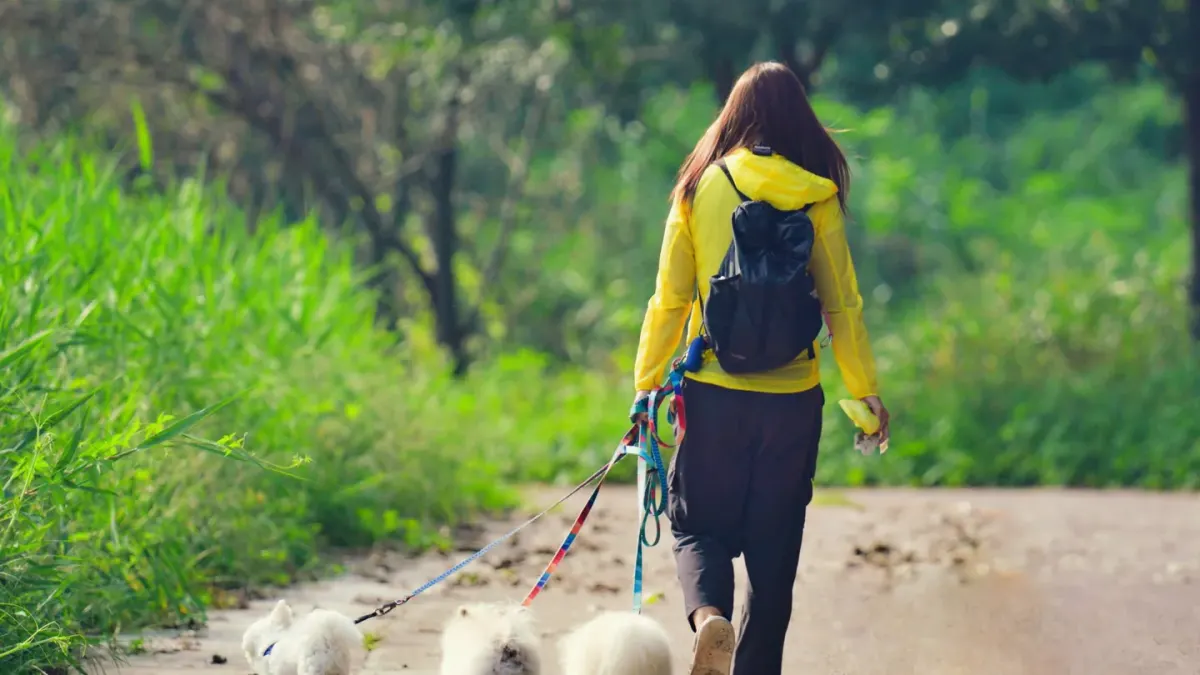 Dog walking with an owner