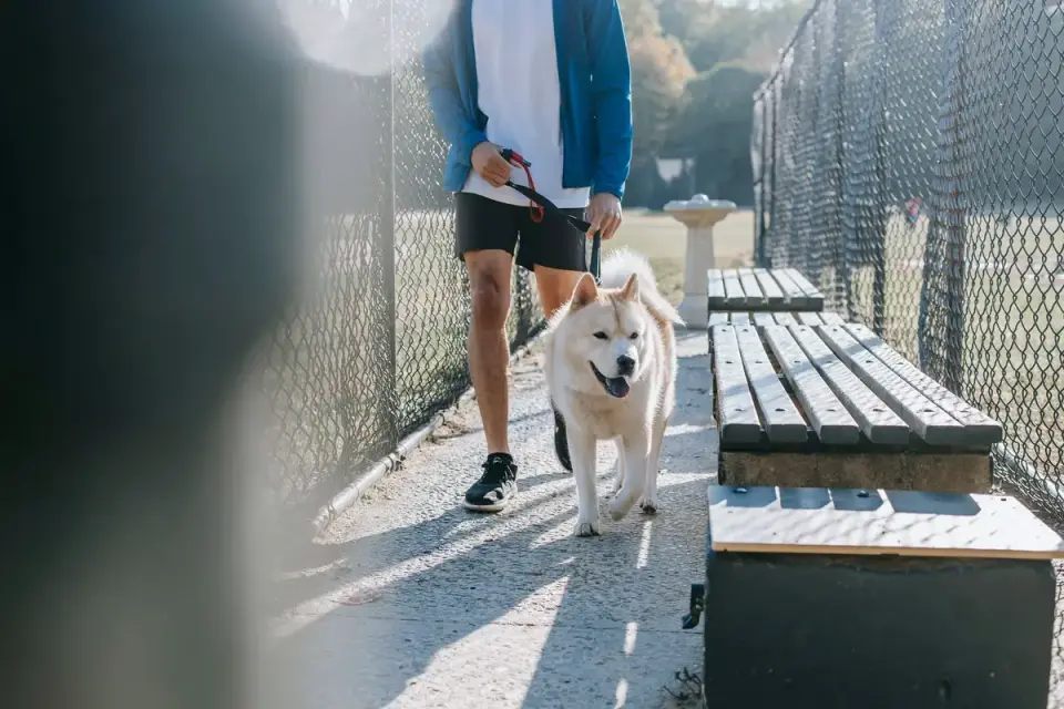Dog walking with an owner