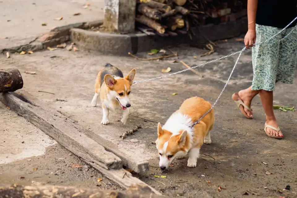 Dog walking with an owner