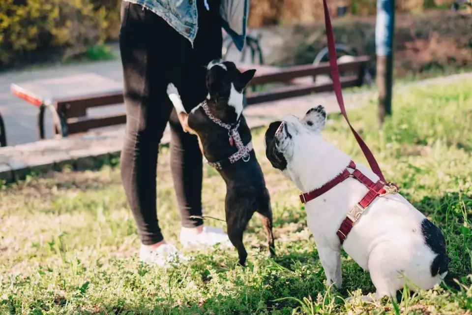 Dog walking with an owner