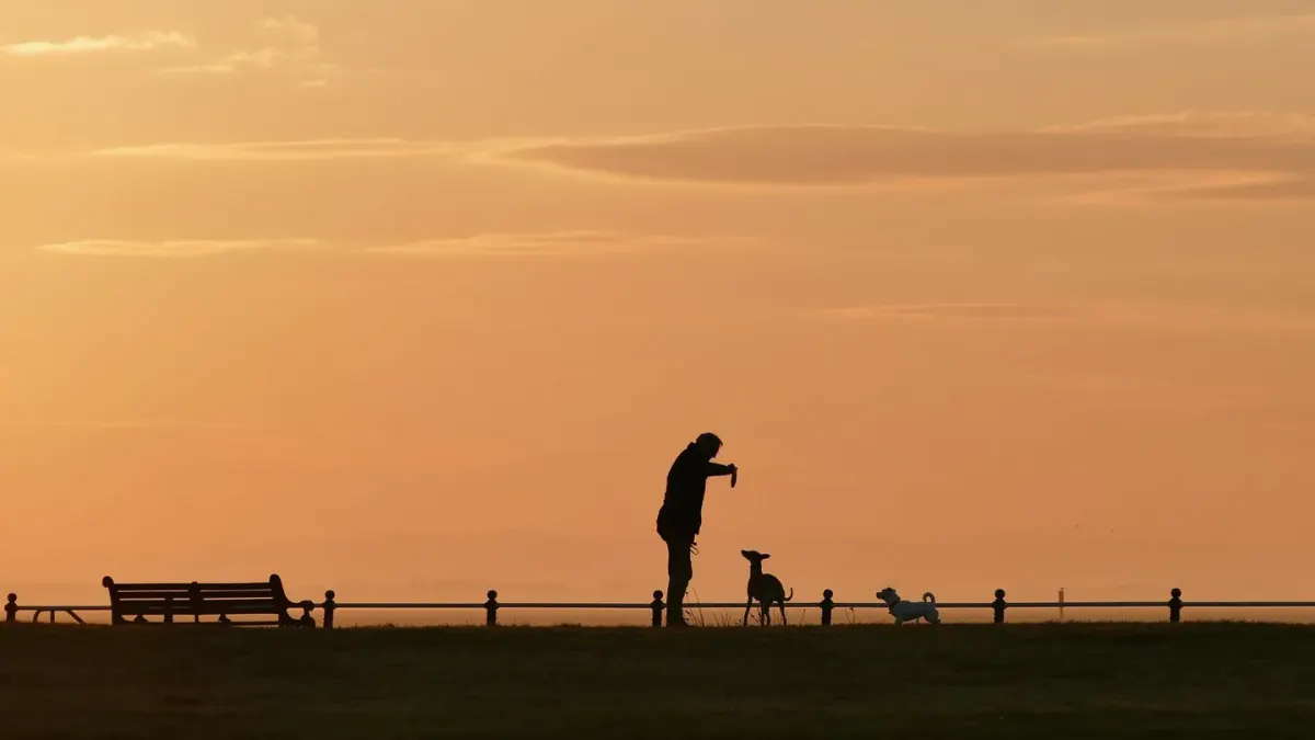 Dog walking with an owner