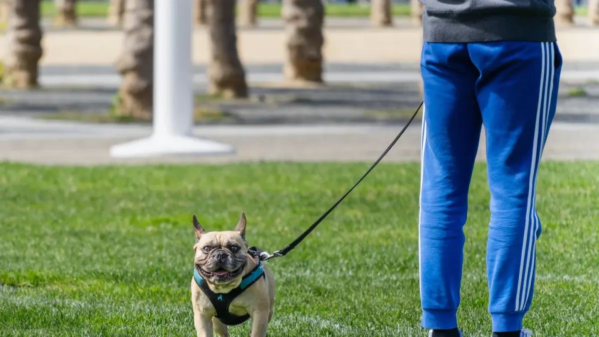 Dog walking with an owner