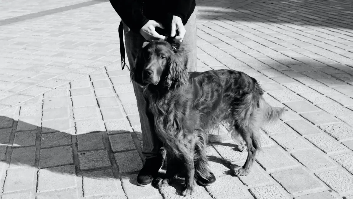 Dog walking with an owner
