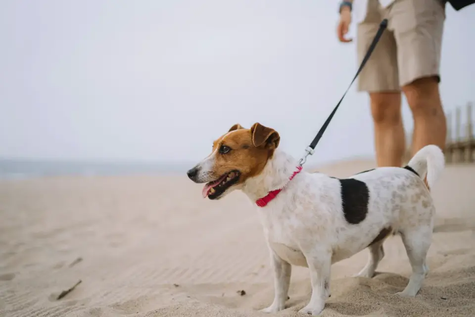 Dog walking with an owner