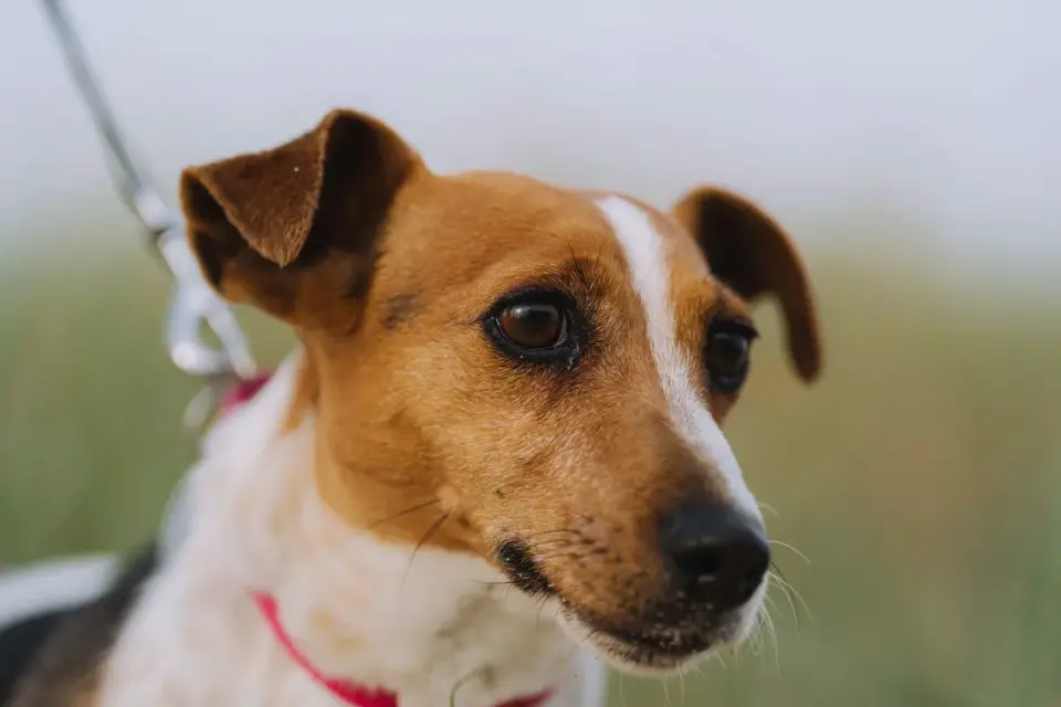 Dog walking with an owner